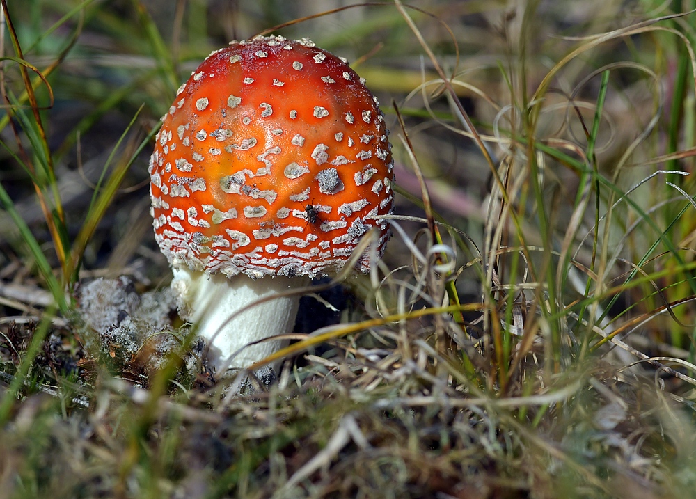 Fliegenpilz mit Fliege