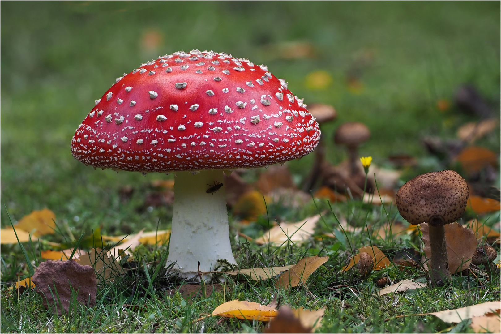 Fliegenpilz mit Fliege und braunköpfigen Nachbarn  .....