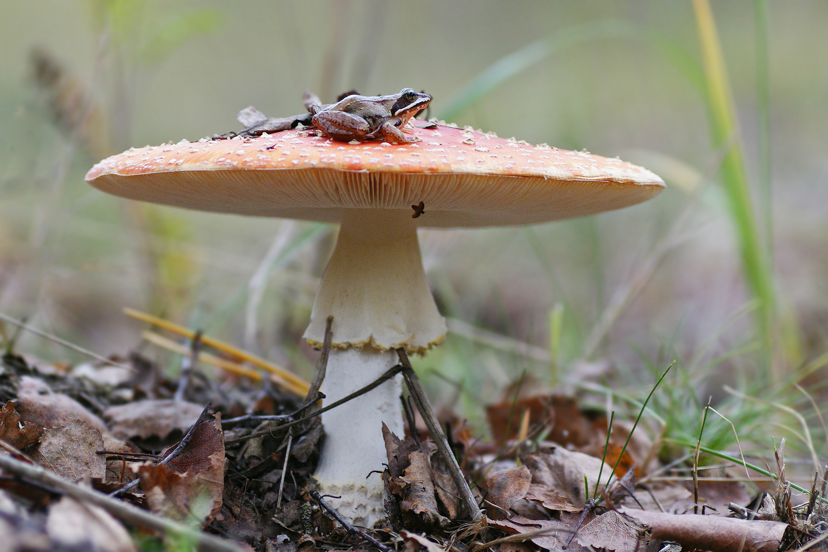 Fliegenpilz mit Fliegenfänger