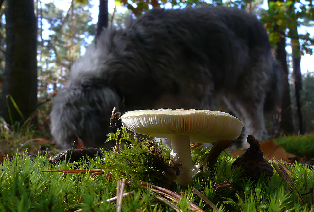 Fliegenpilz mit Hund