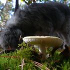 Fliegenpilz mit Hund