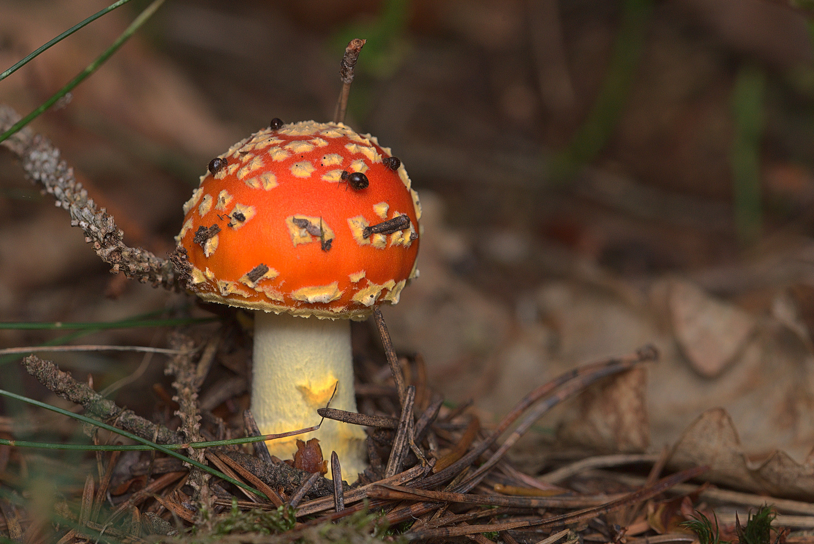 Fliegenpilz mit Kugelspringer