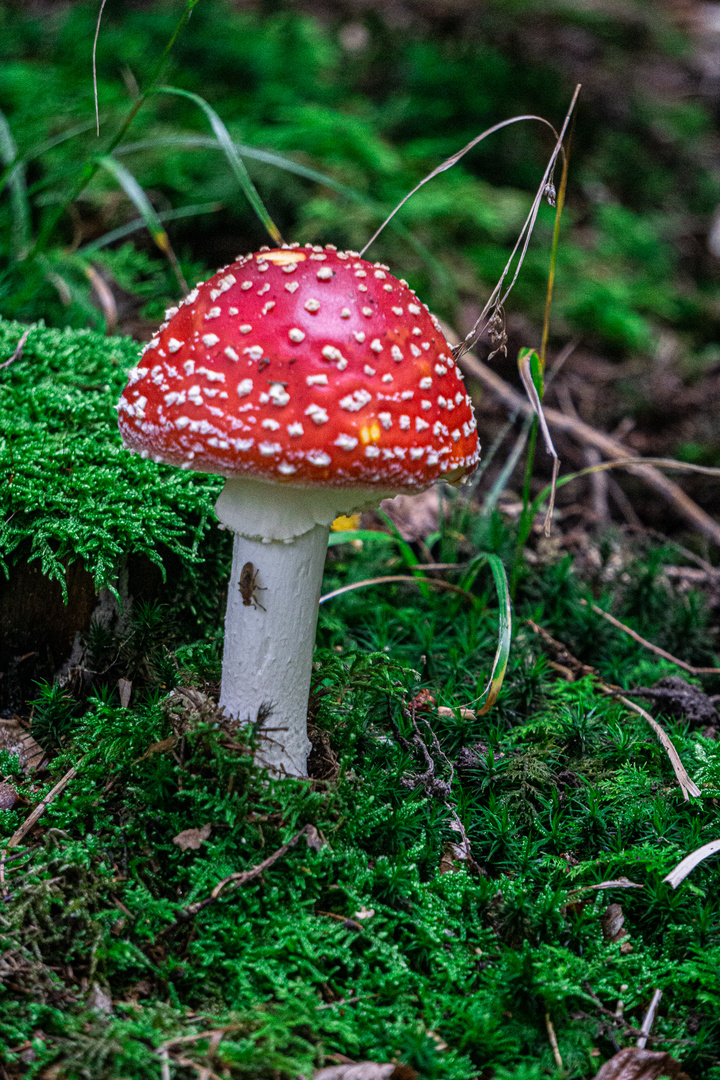 Fliegenpilz mit Namensgeber ;-)