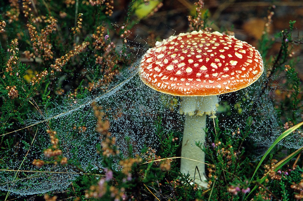 Fliegenpilz mit Spinnennetz