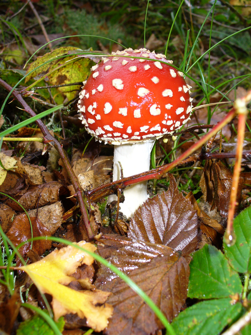 Fliegenpilz nach dem Nieselregen