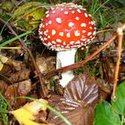 Fliegenpilz nach dem Nieselregen