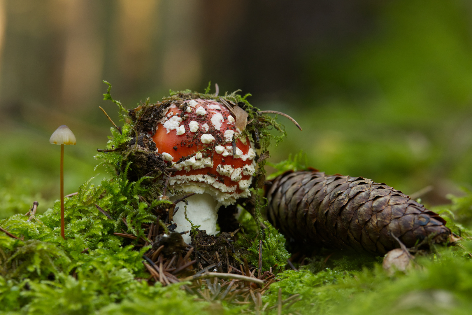 Fliegenpilz, nicht aufzuhalten