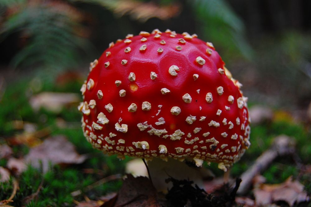 Fliegenpilz oder Amanita muscaria