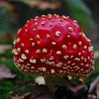 Fliegenpilz oder Amanita muscaria