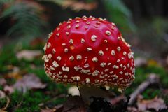 Fliegenpilz oder Amanita muscaria