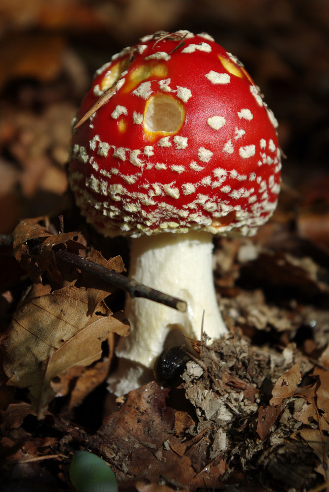 Fliegenpilz oder Schneckenpilz ?