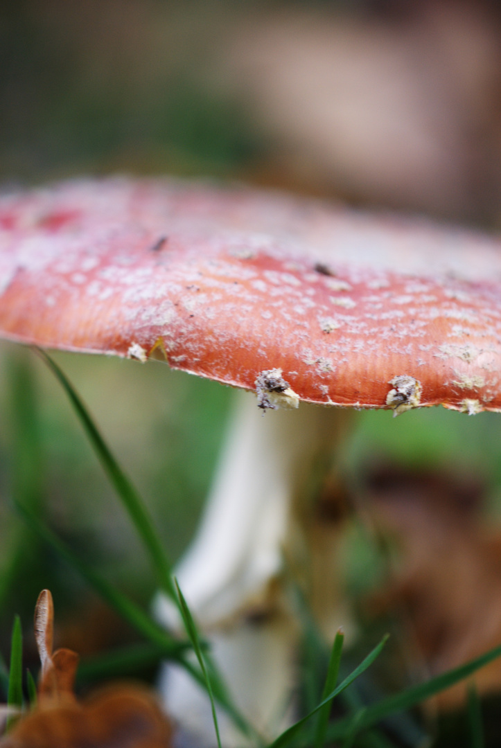 Fliegenpilz ohne Fliege