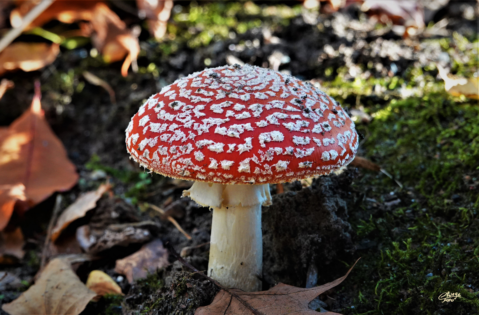 Fliegenpilz ohne Fliegen