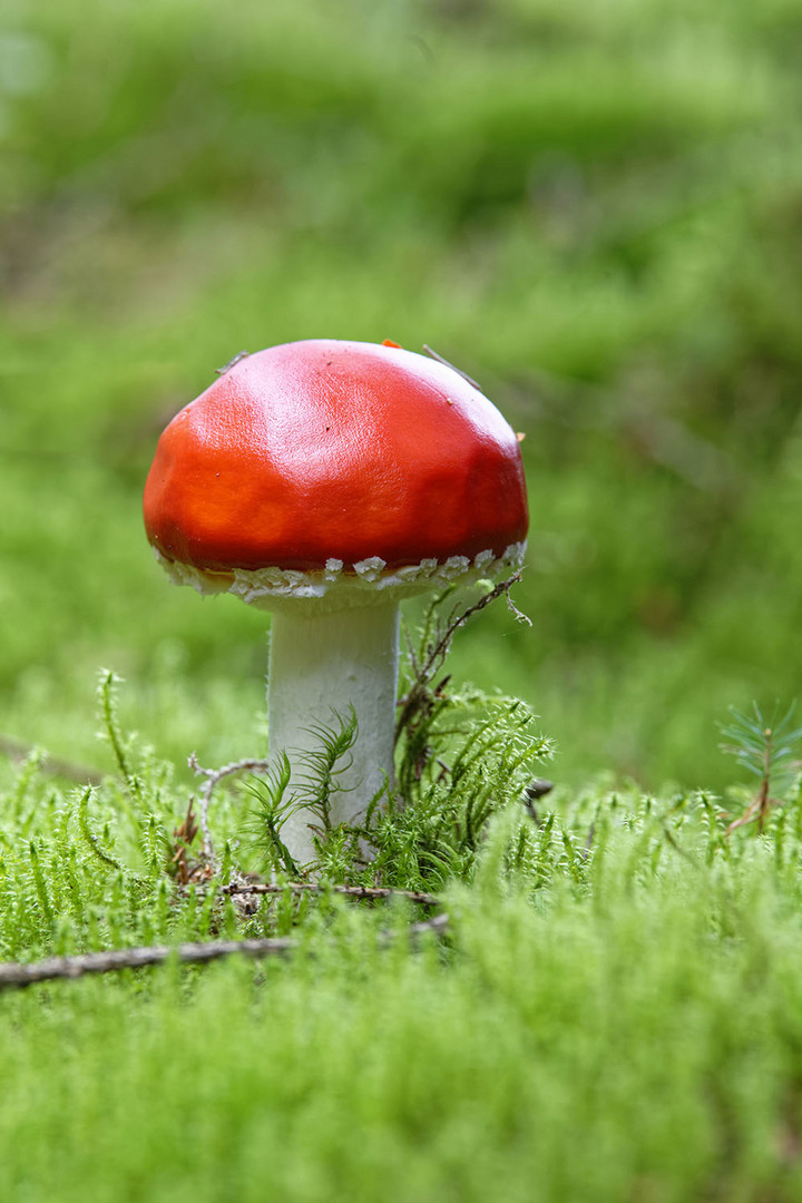 Fliegenpilz ohne Punkte