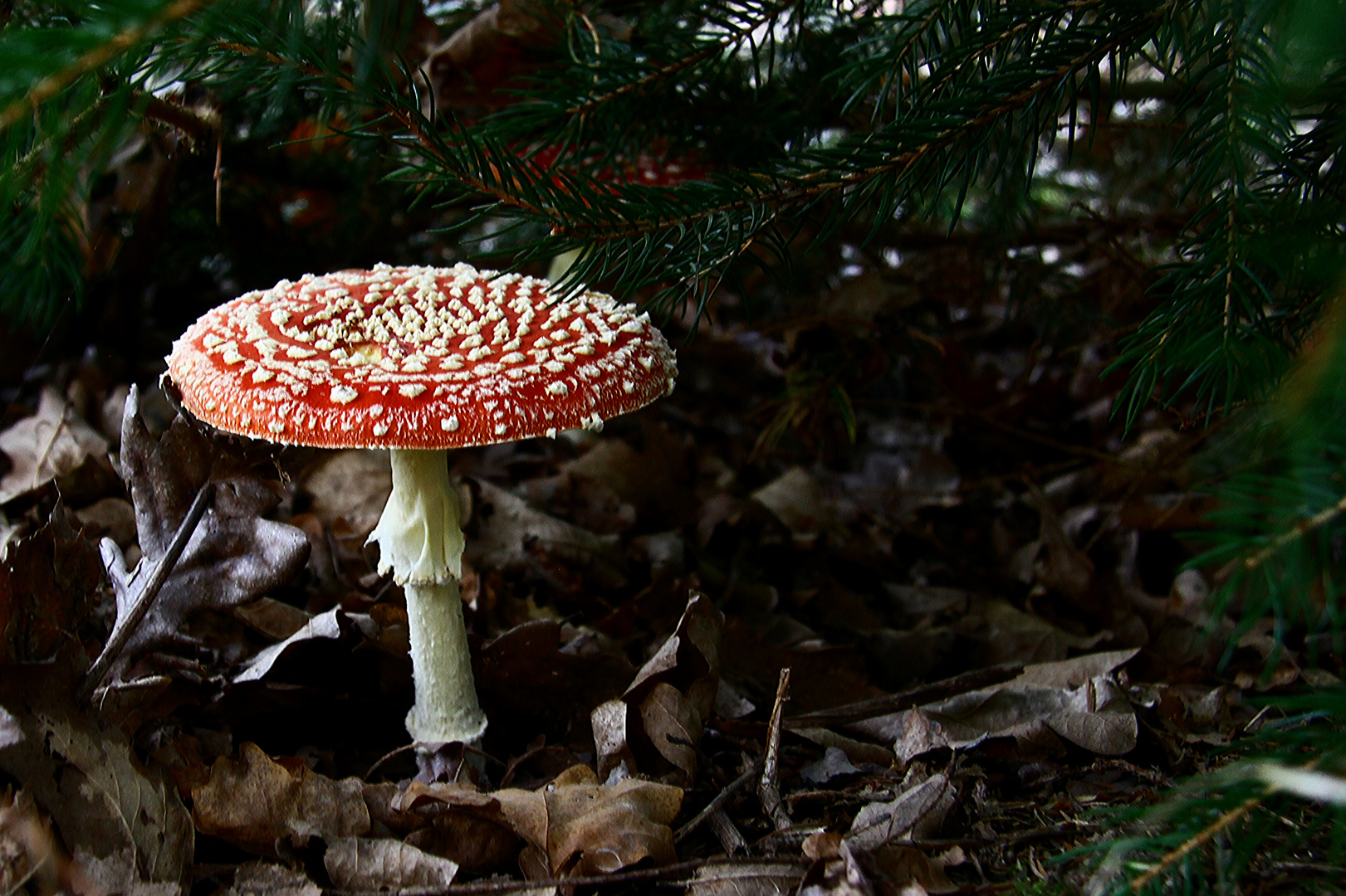 Fliegenpilz Rezept