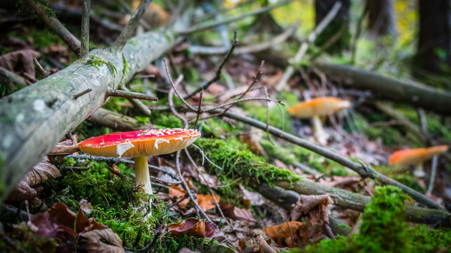 Fliegenpilz Rheinfelderwald