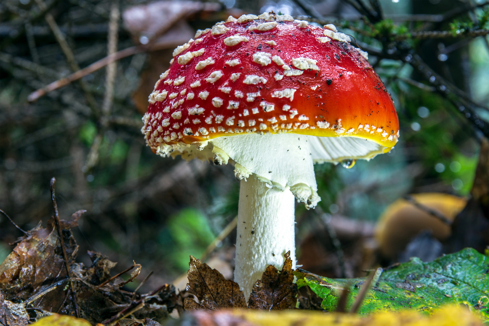 Fliegenpilz südlicher Schwarzwald