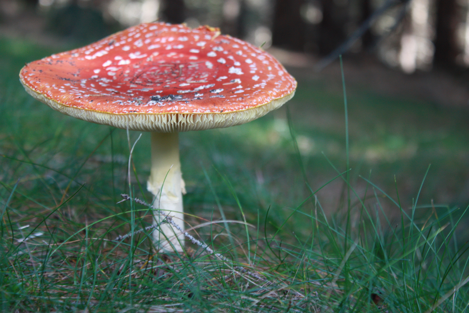 Fliegenpilz (Thüringer Wald)