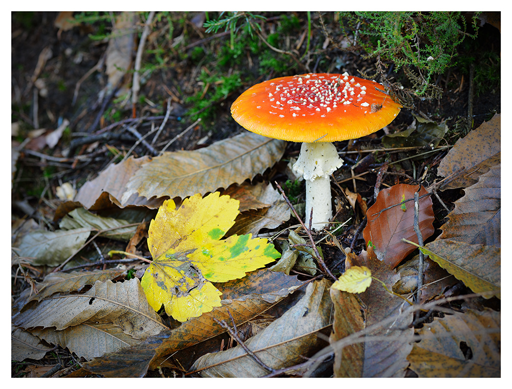 Fliegenpilz und Blatt