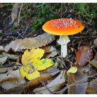 Fliegenpilz und Blatt