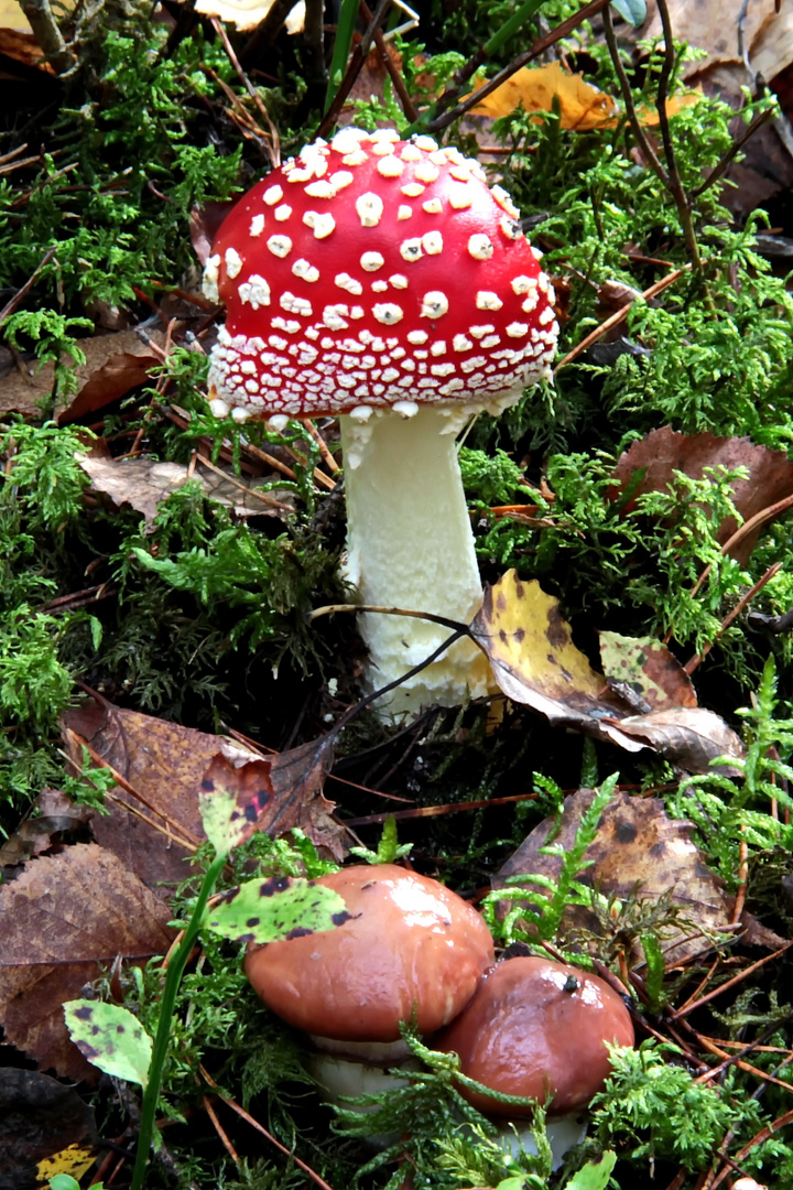 Fliegenpilz und Butterröhrling