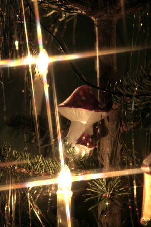 Fliegenpilz vs. Weihnachtsbaum