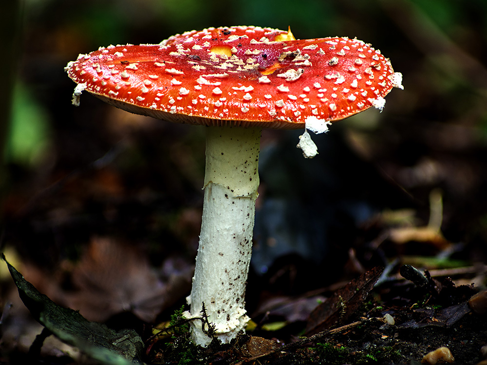 Fliegenpilz weißer Besatz hängt runter