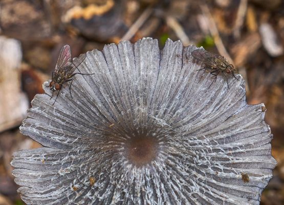 Fliegenpilz - wörtlich genommen!