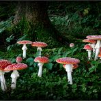 11 November Fliegenpilze