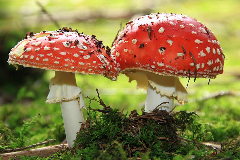 Fliegenpilze Foto & Bild | pflanzen, pilze & flechten, pilze & flechten