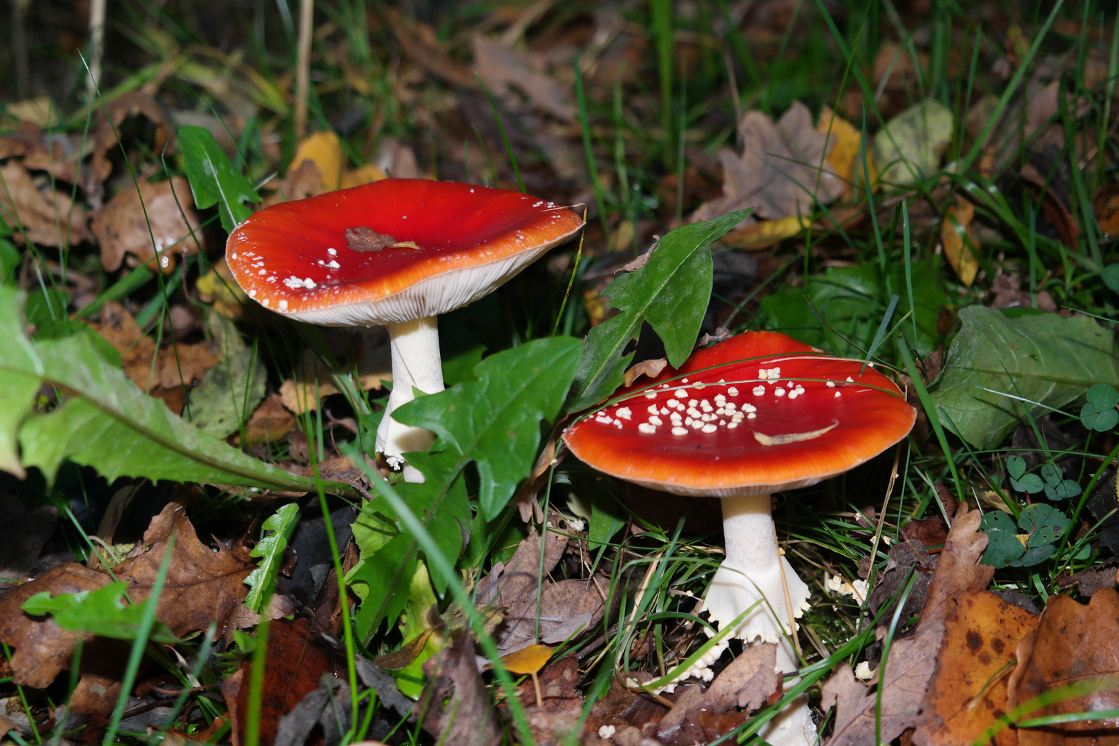 Fliegenpilze Foto &amp; Bild | natur, pflanzen, fliegenpilz Bilder auf ...