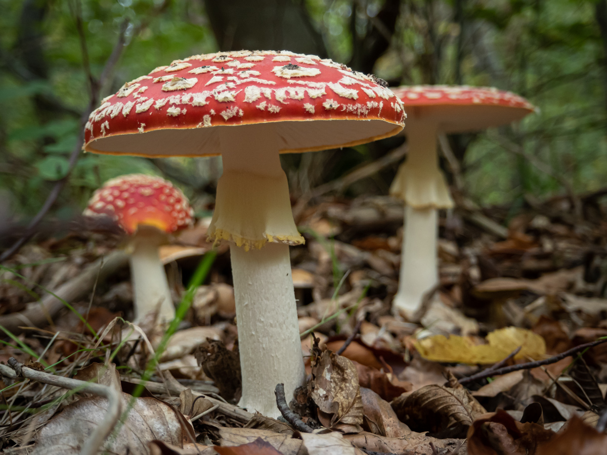 Fliegenpilze Foto &amp; Bild | wald, natur, pilz Bilder auf fotocommunity