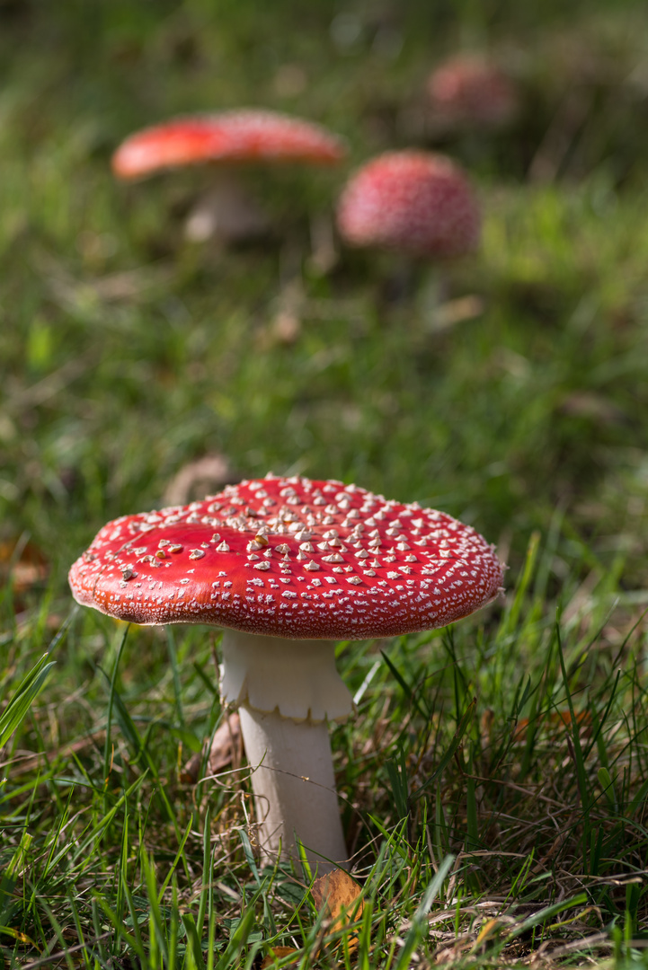 Fliegenpilze Foto &amp; Bild | wiese, natur, herbst Bilder auf fotocommunity