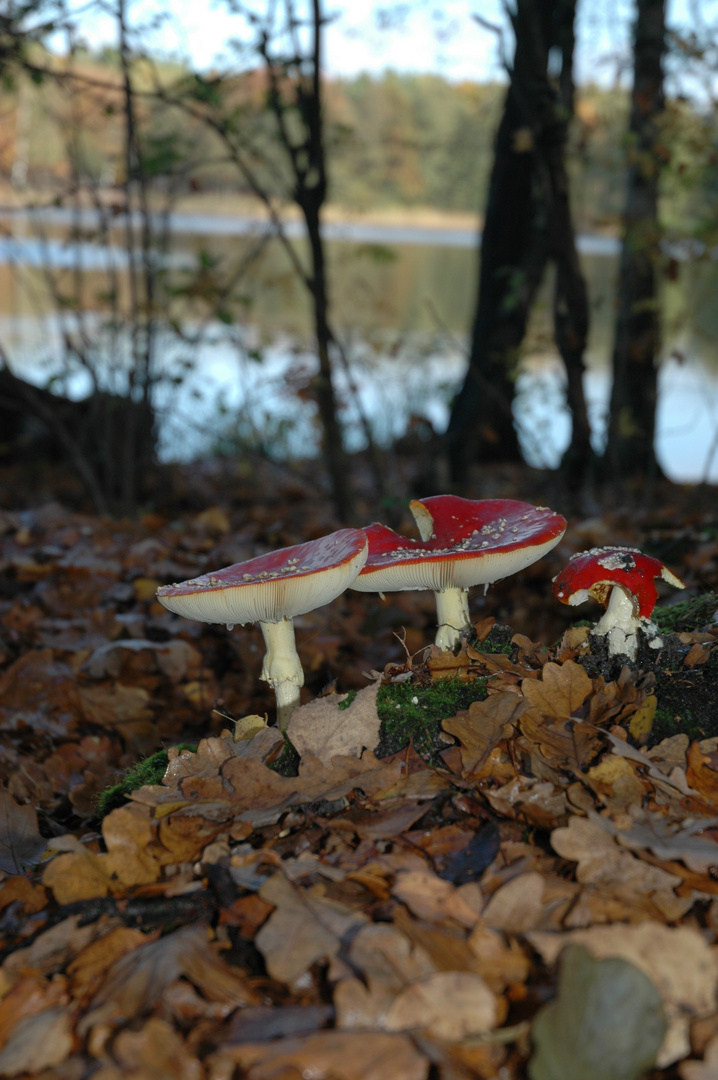 Fliegenpilze am Lienewitzsee