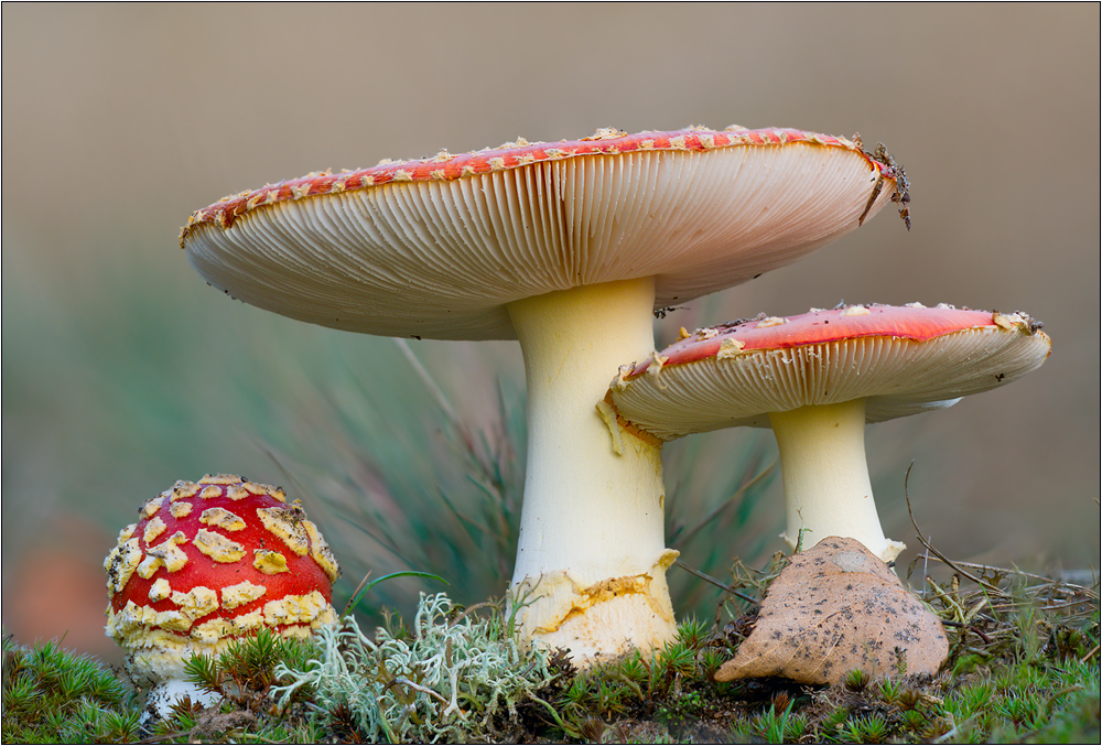 Fliegenpilze (Amanita muscaria)