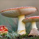 Fliegenpilze (Amanita muscaria)