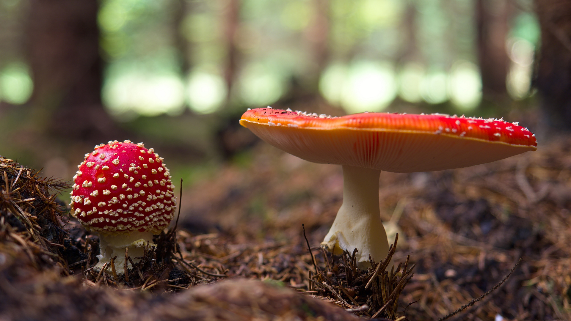 Fliegenpilze (Amanita muscaria)