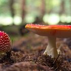 Fliegenpilze (Amanita muscaria)