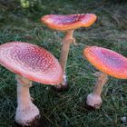 Fliegenpilze (Amanita muscaria) mit Leuchtkraft