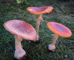 Fliegenpilze (Amanita muscaria) mit Leuchtkraft