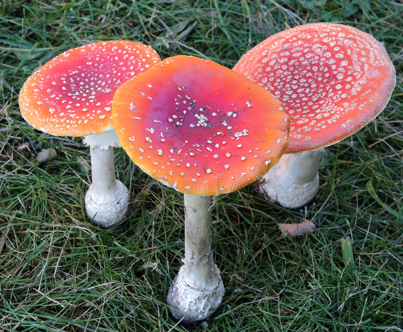 Fliegenpilze (Amanita muscaria) mit Leuchtkraft