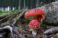 " Fliegenpilze an der Märchenwiese Bodental "