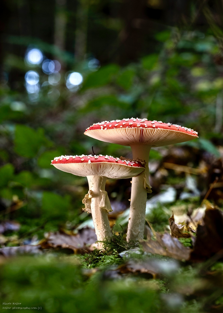 Fliegenpilze „gemeinsam“