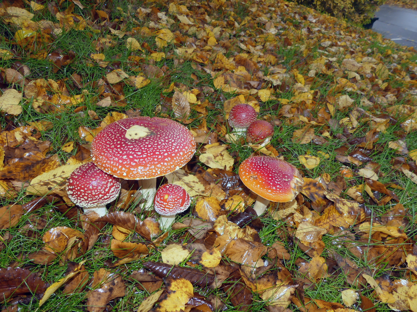 Fliegenpilze im Anmarsch