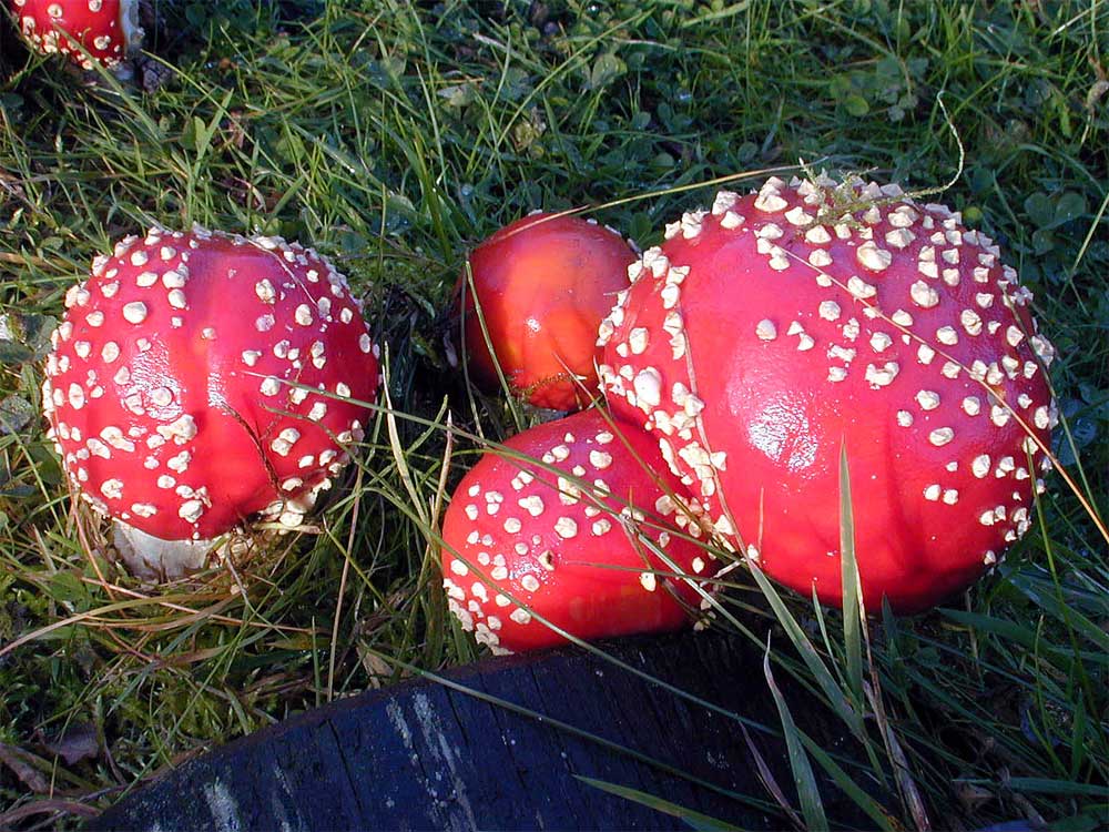 Fliegenpilze im Garten