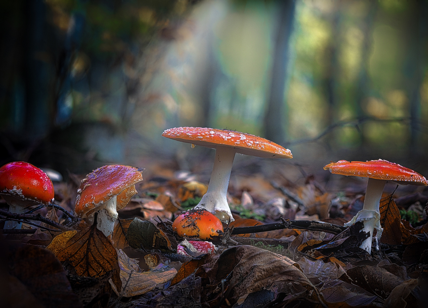 Fliegenpilze im Herbstlicht