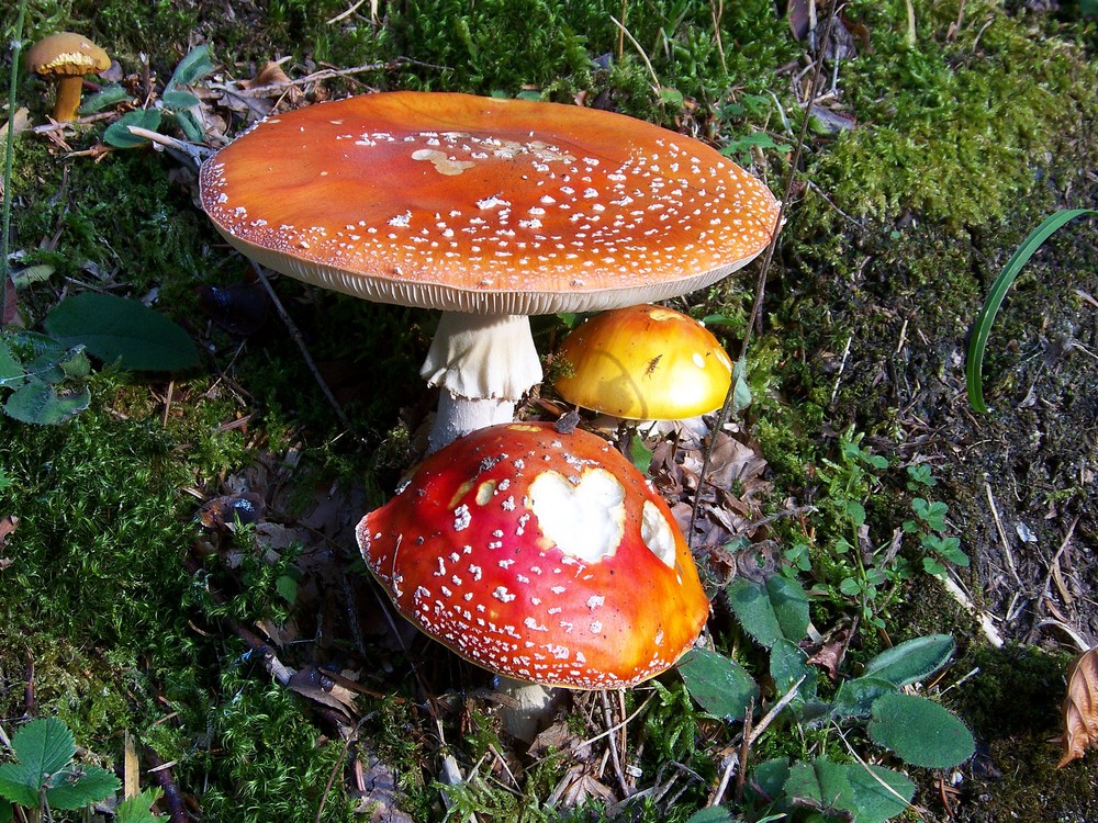 Fliegenpilze im Herbstwald