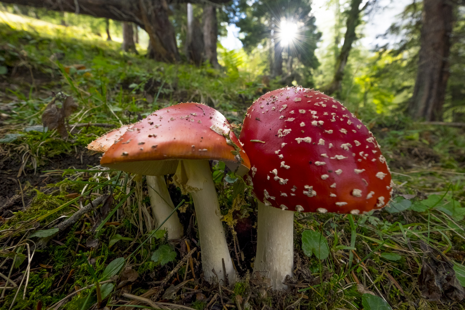 Fliegenpilze im Karwendel