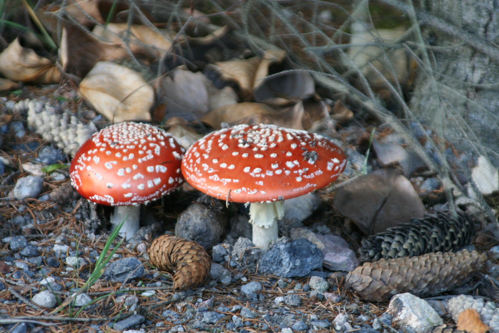 Fliegenpilze im November