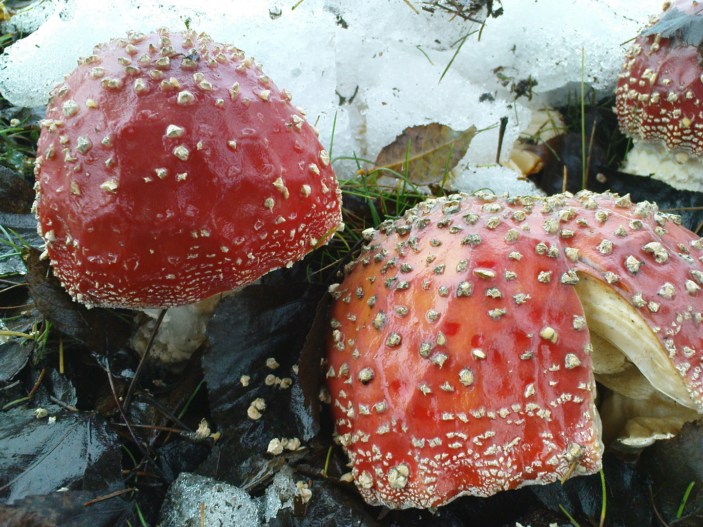 Fliegenpilze im Oktoberschnee